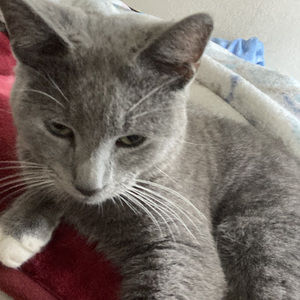 Meet your Posher, Rose